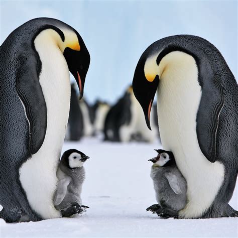 emperor penguins vulnerable  sea ice   century australian antarctic program news