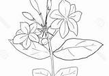Flower Drawing Sampaguita Jasmine Sketch Paintingvalley Pencil sketch template