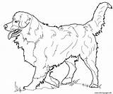 Mountain Dog Coloring Bernese Pages Printable sketch template