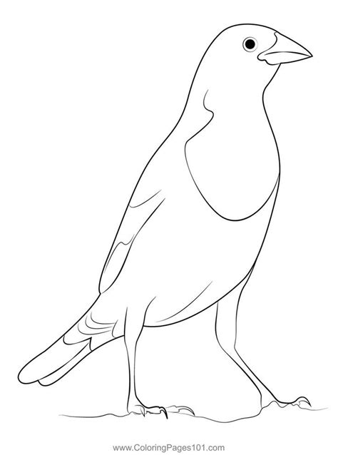 yellow headed blackbird coloring page black bird coloring pages