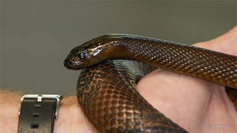 fierce snake inland taipan  photograph  gary crockett pixels