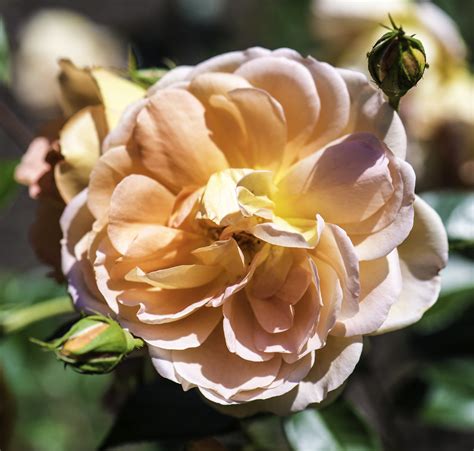 rosa pat austin shrub english      flickr