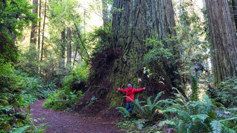 Redwood · National Parks Conservation Association