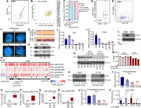 scd undergoes  deletion  epigenetic silencing  gbm  cnv plot