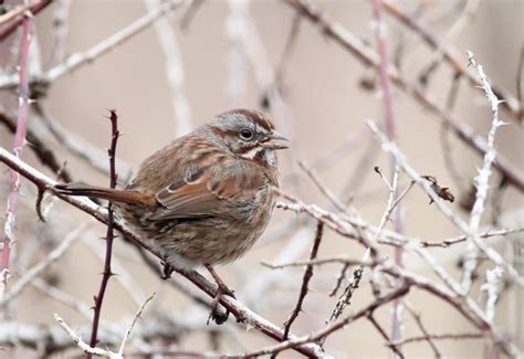 Bird Of The Week Song Sparrow Travis Audubon