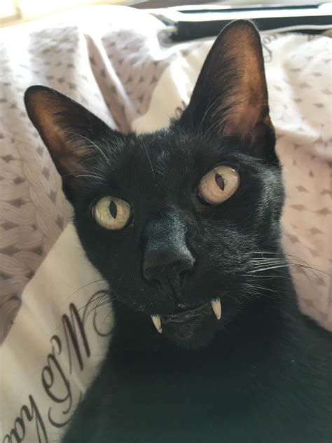 cat   prominent teeth rwtf
