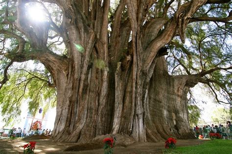 pax   houses  tule tree  ahuehuete   largest circumference tree   world