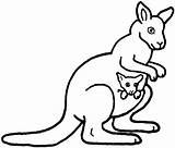 Kangaroo Pages Coloring Colouring Sheet Baby sketch template