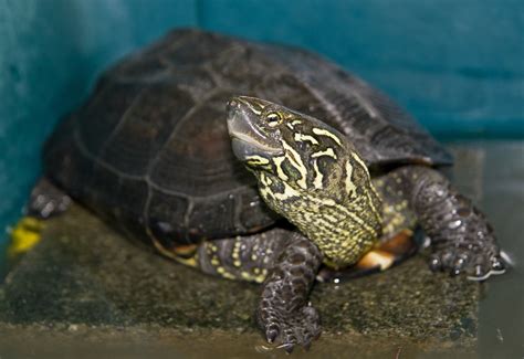 chinese pond turtle turtles  tortoises  china inaturalist