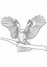 Falcon Coloring Pages Bird Wings Drawing Peregrine Tapered Falcons Eagle Thin Birds Draw Golden Getcolorings Drawings Kleurplaat Getdrawings Printable Designlooter sketch template