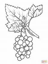 Grapes Colorear Ribes Uva Gooseberry Disegno Crispa Branch Supercoloring Blackberry Grosellas sketch template