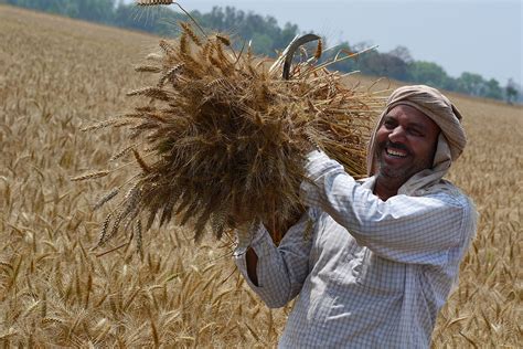 wheat raises farmers incomes  eastern india research shows cgiar research