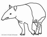 Tapir Coloring Pages Jungle Tapirs 41kb 204px sketch template