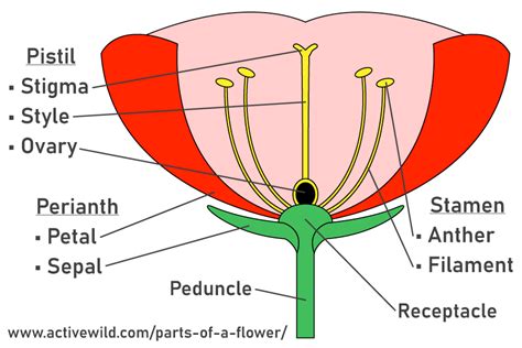 life cycle   flower discover  flowering plants reproduce