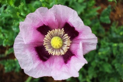 tons  opium poppy plants    monterey county grow sites