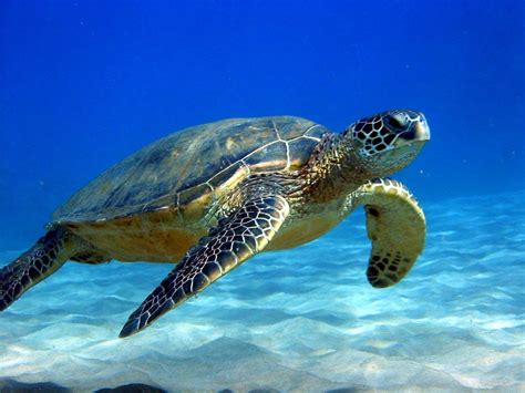 sea turtle st lucia news
