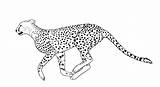 Cheetah Draw Drawing Coloring Running Pages Easy Drawings Kids Line Cub Clipart Baby Outline Face Print Cartoon Printable Animal Step sketch template