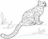 Snow Coloring Leopard Printable Pages Sitting Leopards Animal sketch template