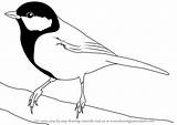 Tit Great Draw Drawing Birds Step Tutorial Tutorials sketch template