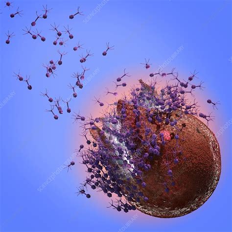 bacteriophages leaving host cell stock image  science photo library