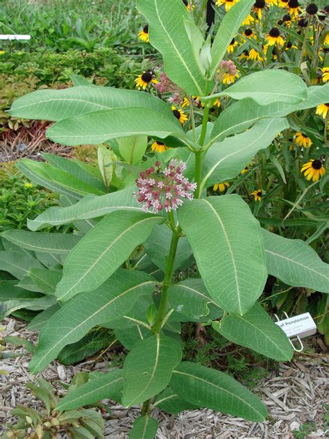 franklin county pa gardeners uncommonly beautiful milkweed