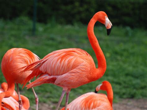 flamingo bird basic facts beautiful pictures beauty  bird