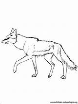 Jackal Coyote sketch template