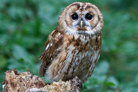 owl facts habitat behavior diet