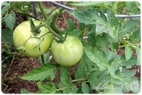 growing healthy tomato plants  blessed life