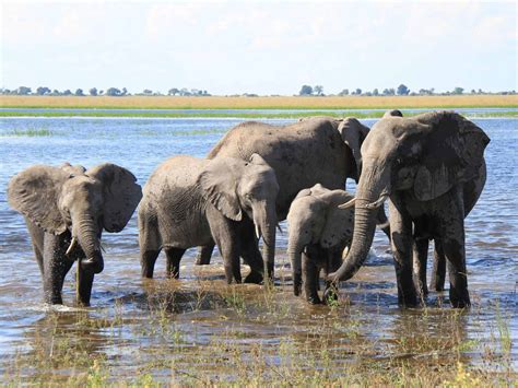 botswana a trunk call for elephant conservation the independent