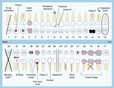 printable dental charting practice worksheets learning   read