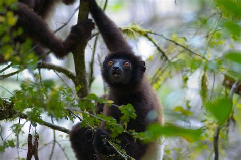 the safer sex for a little known primate a new understanding of why