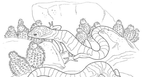 desert animals  plants coloring pages desert animals coloring