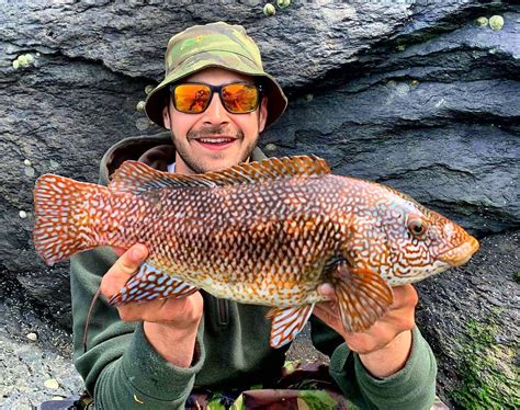wrasse archives north devon angling news the latest up to date