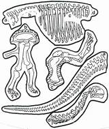 Dinosaur Fossil Coloring Skeleton Craft Pasta Bones Fossils Pages Preschool Dinosaurs Printable Crafts Worksheets Kids Skeletons Dino Activity Activities Prekinders sketch template