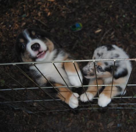 shamrock rose aussies a very happy and healthy valentines