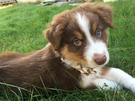 Cute Pictures Of Australian Shepherd Puppies