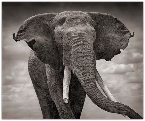 search  equality  peace majestic elephants