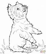 Terrier Highland Yorkie Westie Kolorowanki Manatee Ausmalbilder Ausmalbild Coloriage Kolorowanka Hunde Druku Zeichnen Supercoloring Colorat Categorieën Related sketch template