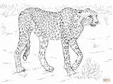 Cheetah Coloring Gepard Ausmalbild Ausdrucken Kostenlos Malvorlagen Ausmalen Guepard Drucken Disegni Tigre sketch template