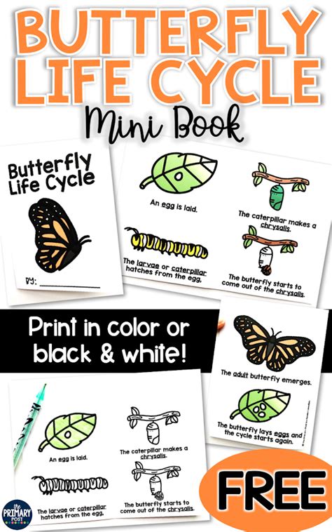 butterfly life cycle mini book freebie  primary post
