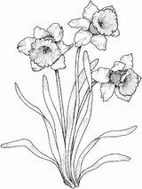 Daffodil Coloring Pages Flower Print Flowers Printable Recommended Color Templates Template sketch template