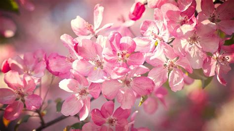 belle fleurs de cerisier fleurs petales roses printemps bokeh fonds decran  full