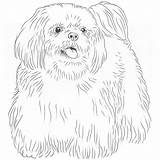 Tzu Shih Dog Drawing Breeds Havanese sketch template