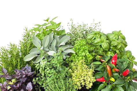 impressive health benefits  herbs natural food series