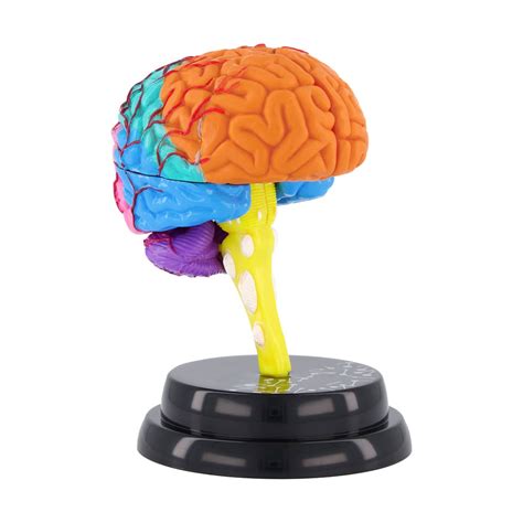 ar anatomy professional model brain kmart