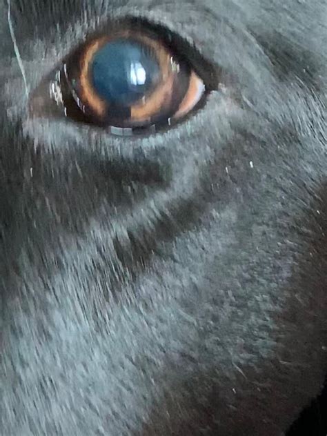 black dot   developed   dogs eye petcoach