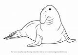 Seal Elephant Draw Southern Drawing Seals Step sketch template