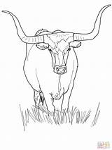 Longhorn Cattle Cows Hereford Supercoloring Biz Gcssi sketch template