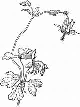 Columbine Coloring Pages Flower Flowers Designlooter Printable 87kb 1000px sketch template